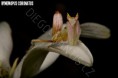 /album/fotogalerie-mantis-from-habitat2/hymenopus-coronatus-1-jpg/